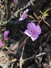 Clarkia dudleyana