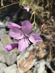 Clarkia dudleyana