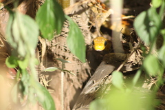 Chironius spixii