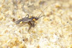 Capsodes sulcatus