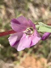 Clarkia williamsonii