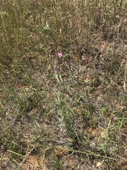 Clarkia williamsonii