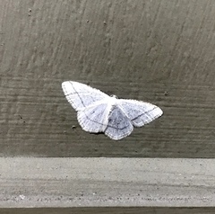 Protitame subalbaria