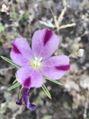 Clarkia williamsonii