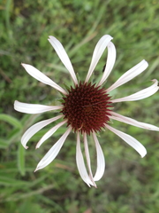 Echinacea pallida
