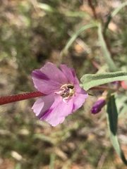 Clarkia williamsonii