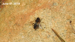 Helophilus eristaloidea