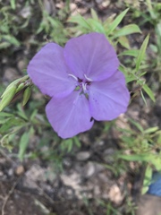 Clarkia dudleyana