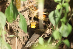 Chironius spixii