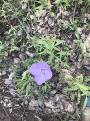 Clarkia dudleyana