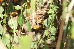 Chironius spixii