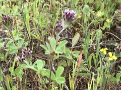 Trifolium dichotomum