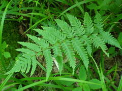 Dryopteris × mickelii