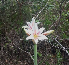 Hippeastrum breviflorum