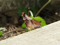 Hypanartia kefersteini