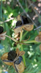 Hippeastrum breviflorum