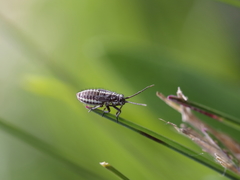 Horistus orientalis