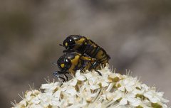 Castiarina octospilota