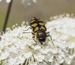 Castiarina octospilota
