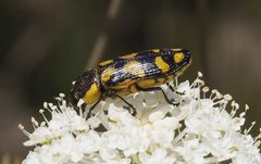 Castiarina octospilota