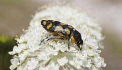 Castiarina octospilota