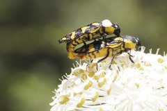 Castiarina octospilota