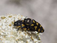 Castiarina octospilota