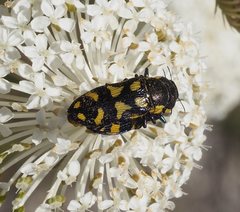 Castiarina octospilota