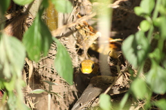 Chironius spixii