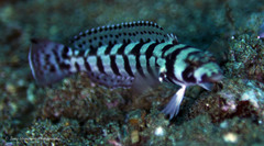Parapercis tetracantha