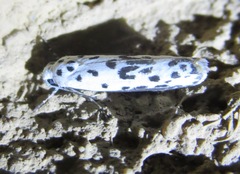 Ethmia bittenella