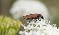 Castiarina erythroptera