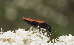 Castiarina erythroptera