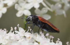 Castiarina erythroptera