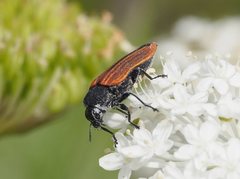 Castiarina erythroptera