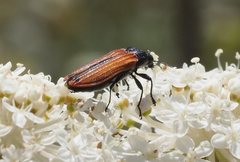 Castiarina erythroptera