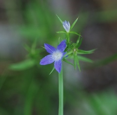Triodanis biflora