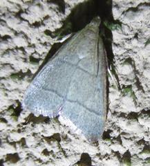 Hypsopygia nostralis