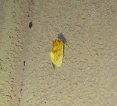 Cirrhophanus pretiosa