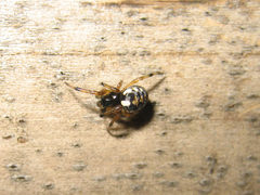 Araneus ejusmodi
