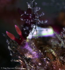 Nembrotha chamberlaini