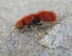 Sphaeropthalma unicolor