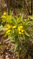Lithospermum caroliniense croceum