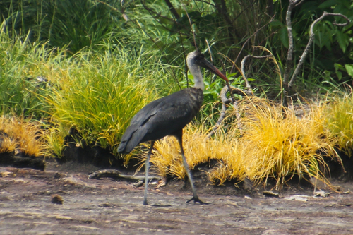 African Woolly-necked Stork