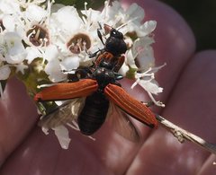 Castiarina erythroptera