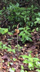 Amorphophallus bulbifer, photograph (c) Ameet Mandavia, some rights reserved (CC BY)