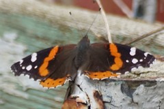 Vanessa atalanta