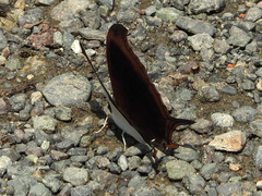Marpesia zerynthia