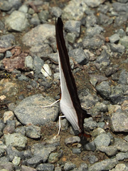 Marpesia zerynthia