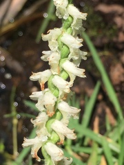 Spiranthes graminea